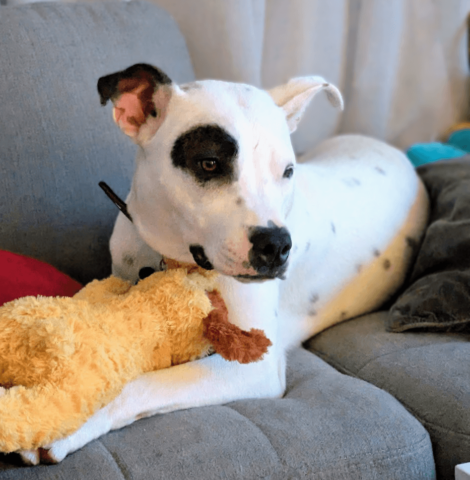 Photo of a dog